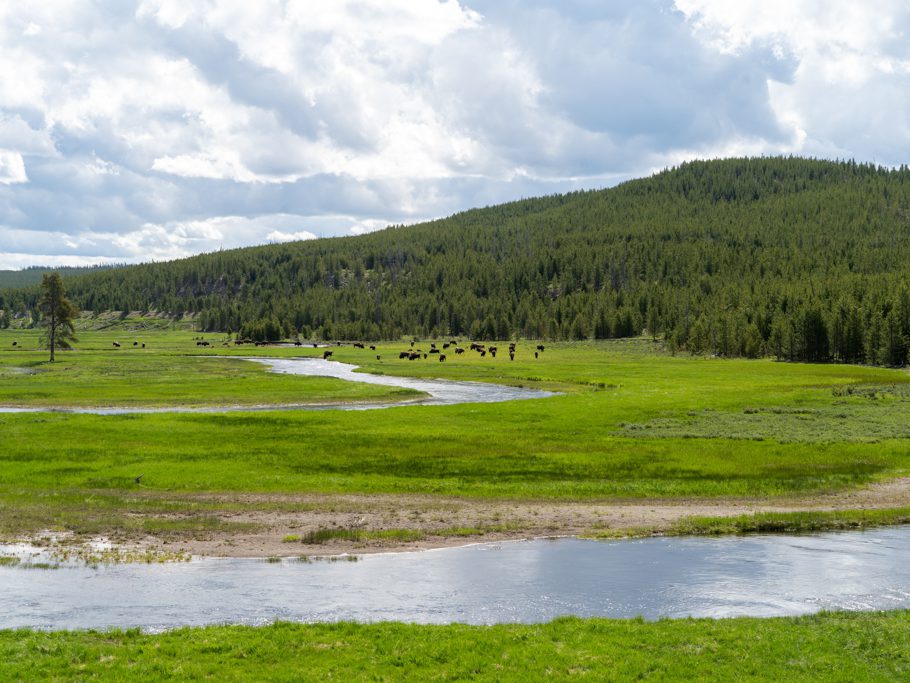 Bisonherde im Yellowstone Nationalpark
