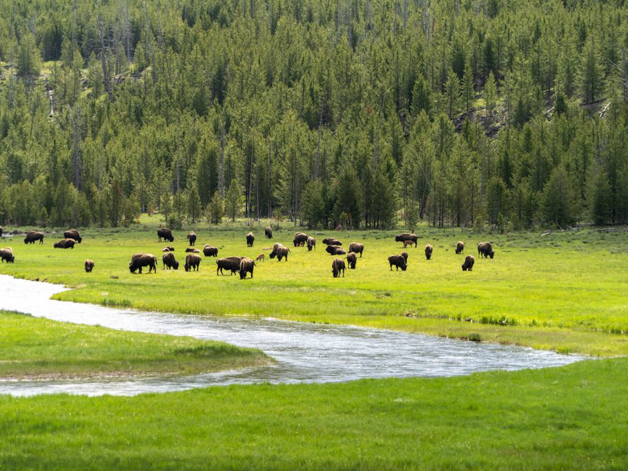 Bisonherde im Yellowstone Nationalpark