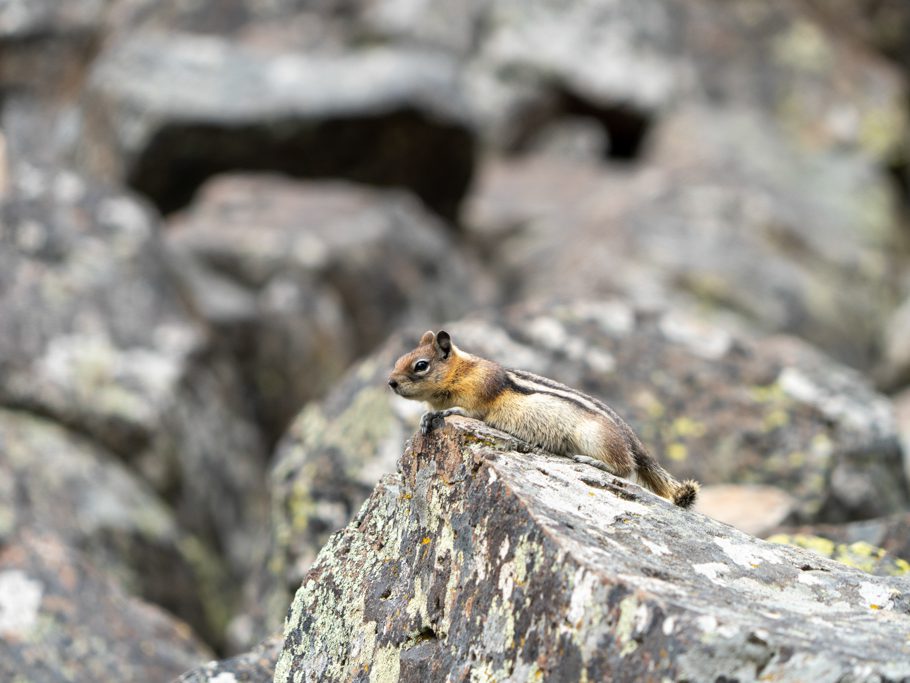 Streifenhörnchen in den Basalt-Felsen