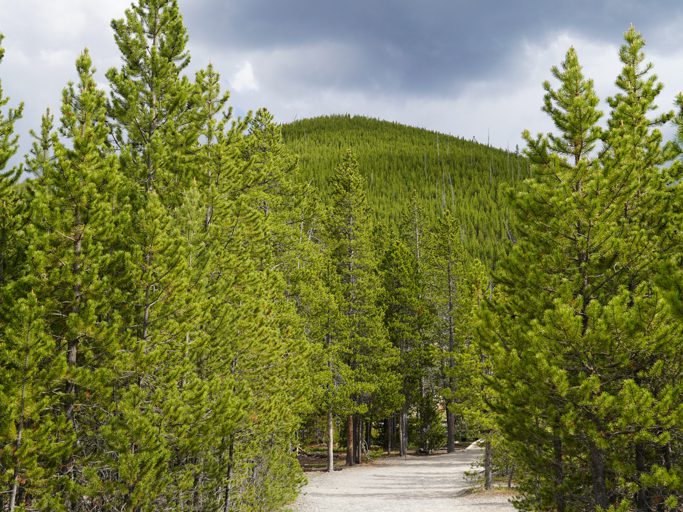 Eigenartige Bäume im Yellowstone N.P.: Dünn und lang