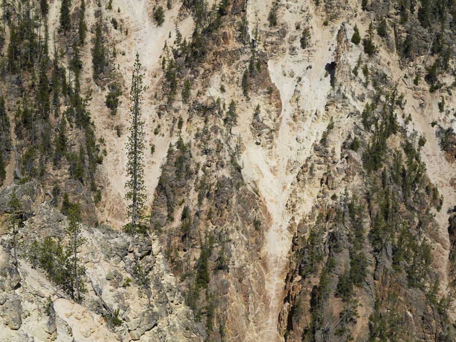 Dünne, lange Tanne klammert sich an den Yellowstone River Canyon