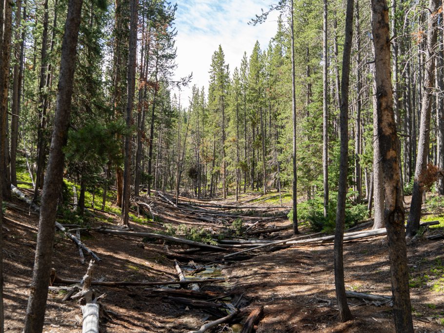Wald im Yellowstone N.P.