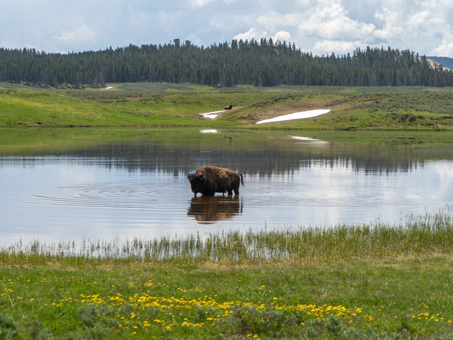 Bison kühlt sich im kleinen See ab