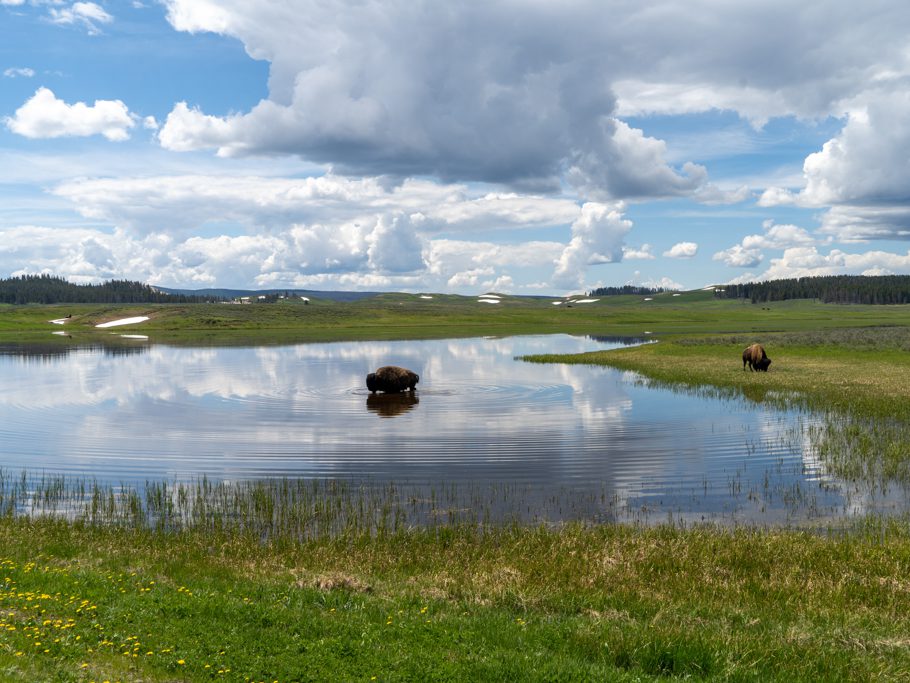 Bisons, Yellowstone N.P.