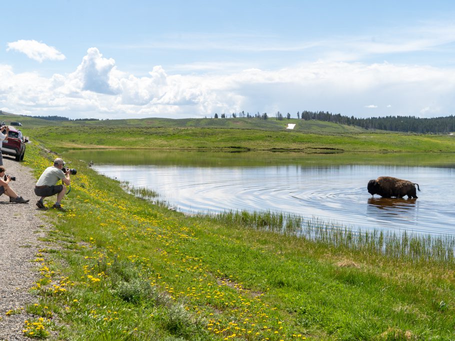 Bison & Fotografen, Yellowstone N.P.