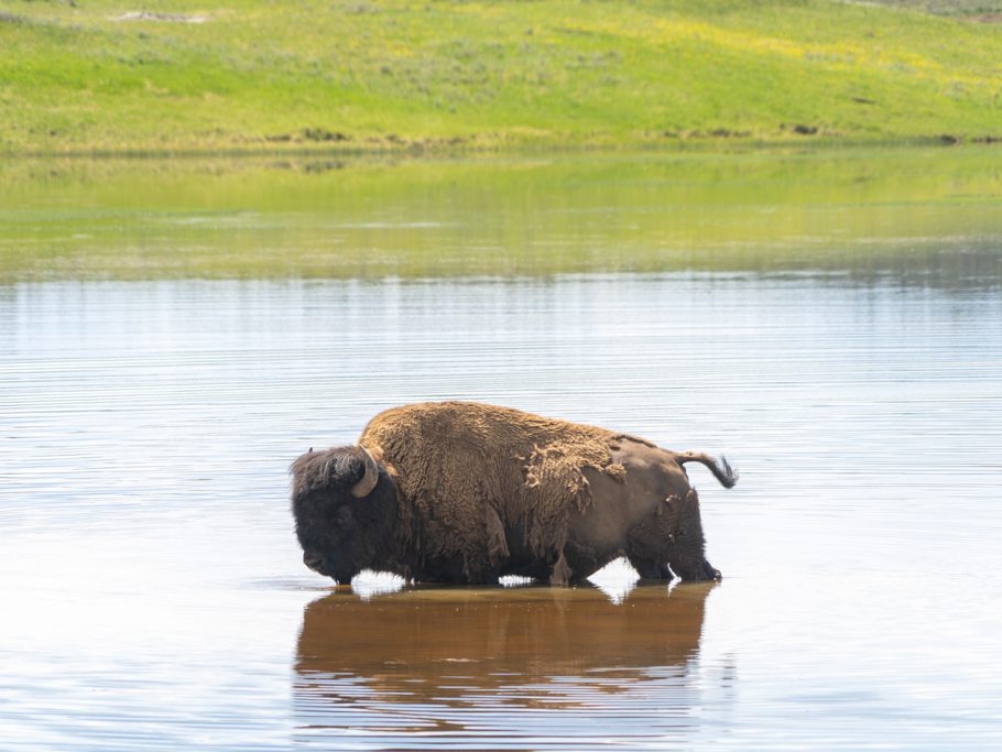 Bison, Yellowstone N.P.