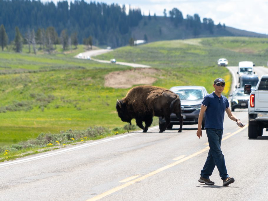 Bison und Touristen, Yellowstone N.P.