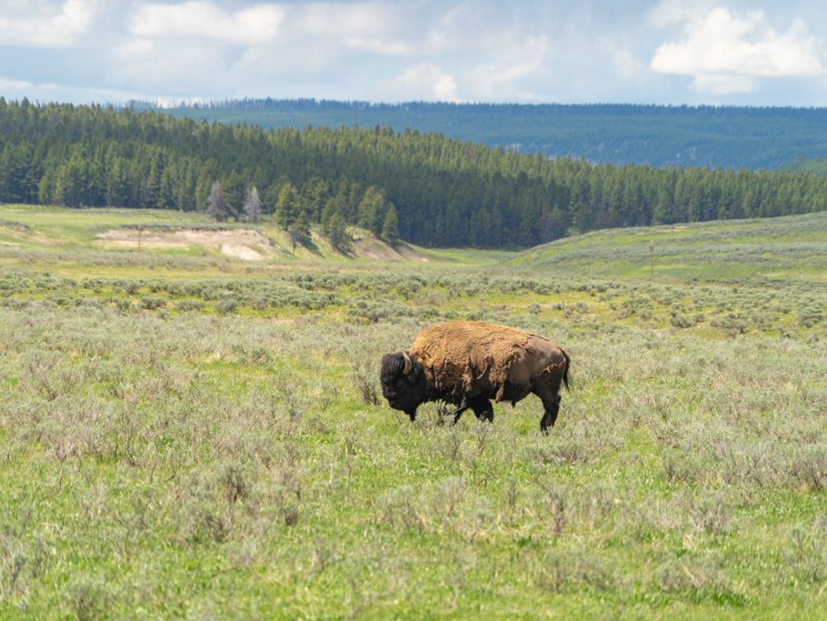 Bison, Yellowstone N.P.