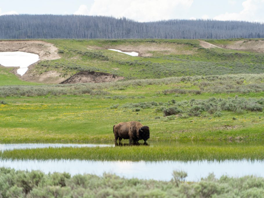 Bison schläft im kühlen Nass