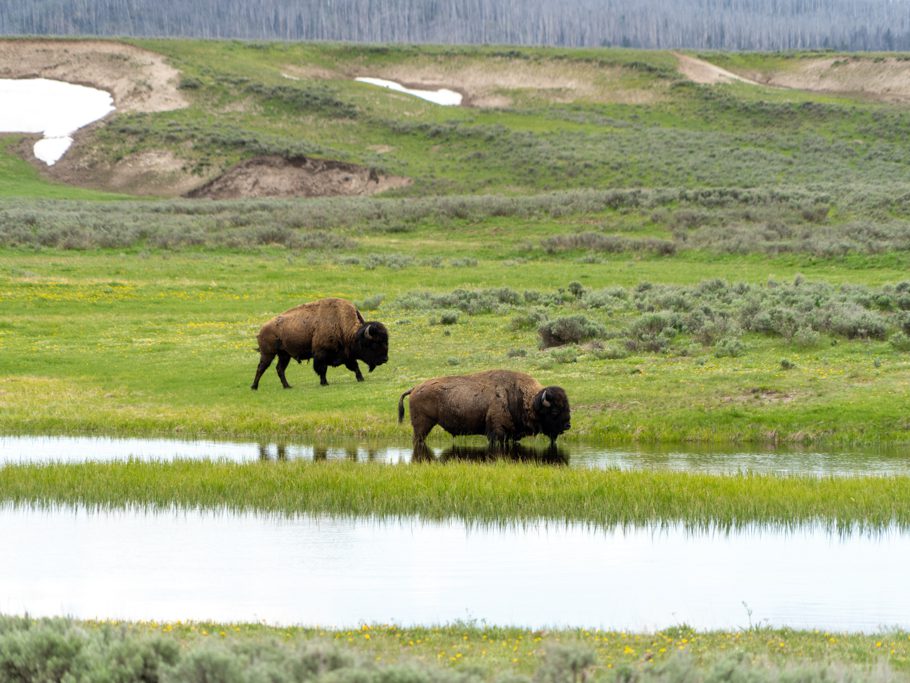 Bisons, Yellowstone N.P.