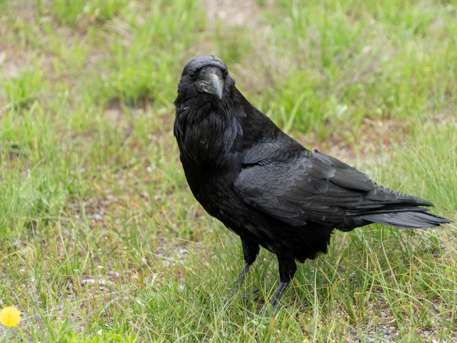 Krähe