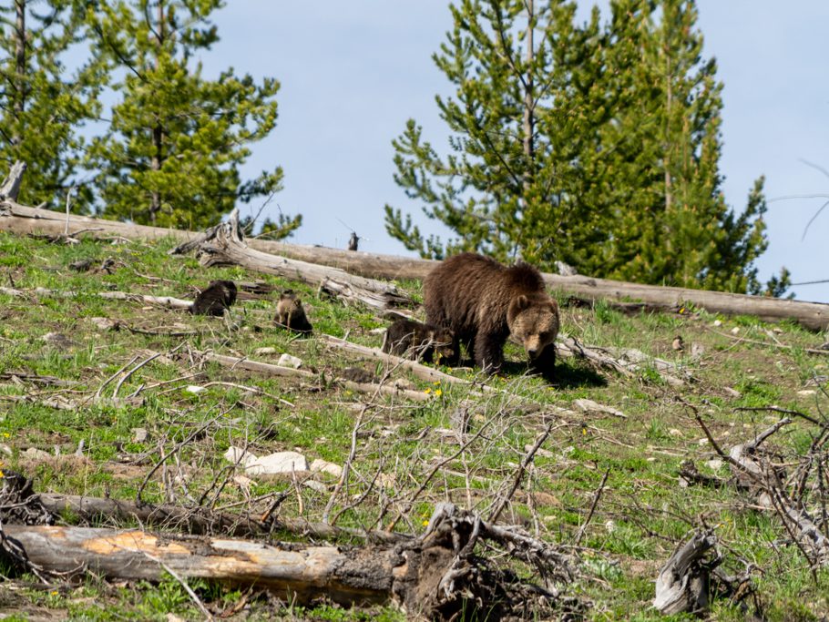 Grizzlybärenmutter mit drei jungen Bärchen