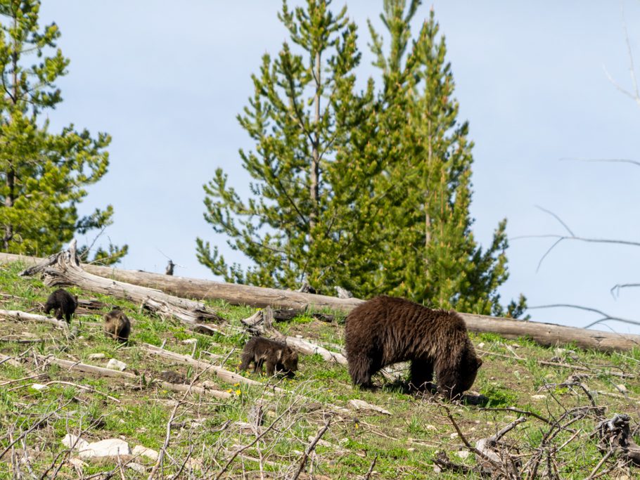 Grizzly, Mutter mit 3 Jungtieren