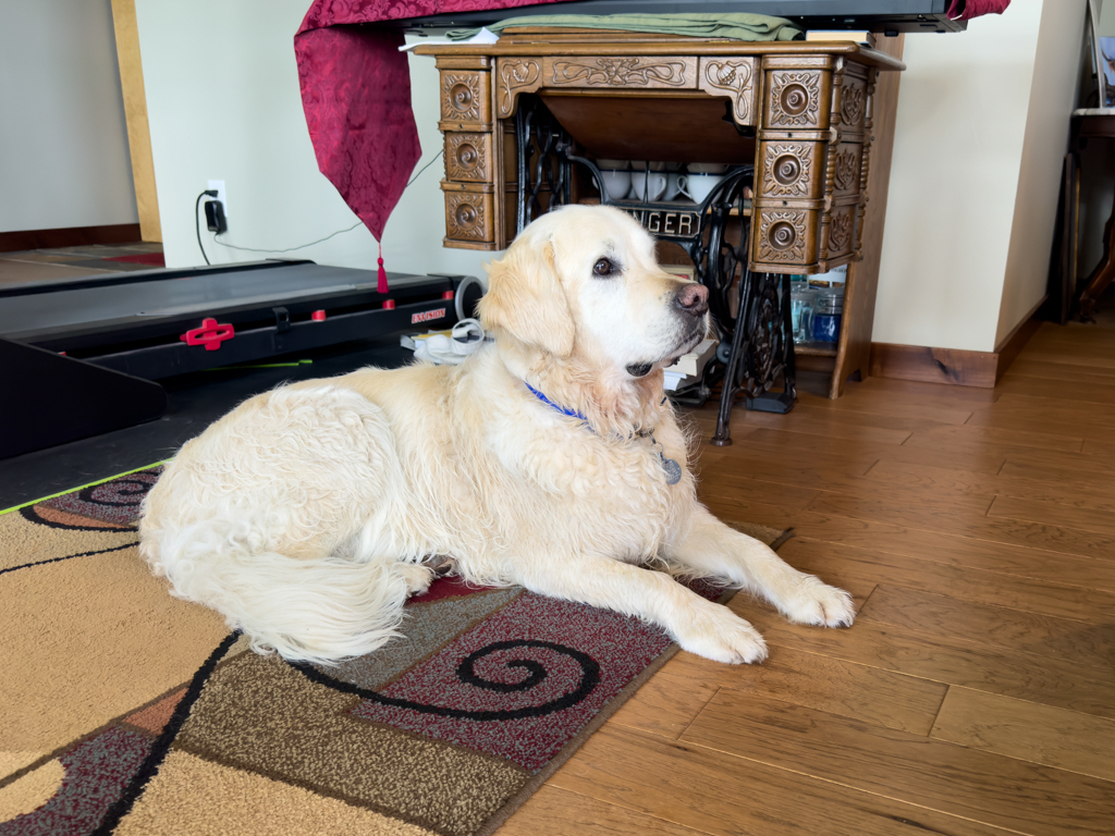 Charly, Kristas 9-jähriger Golden Retriver