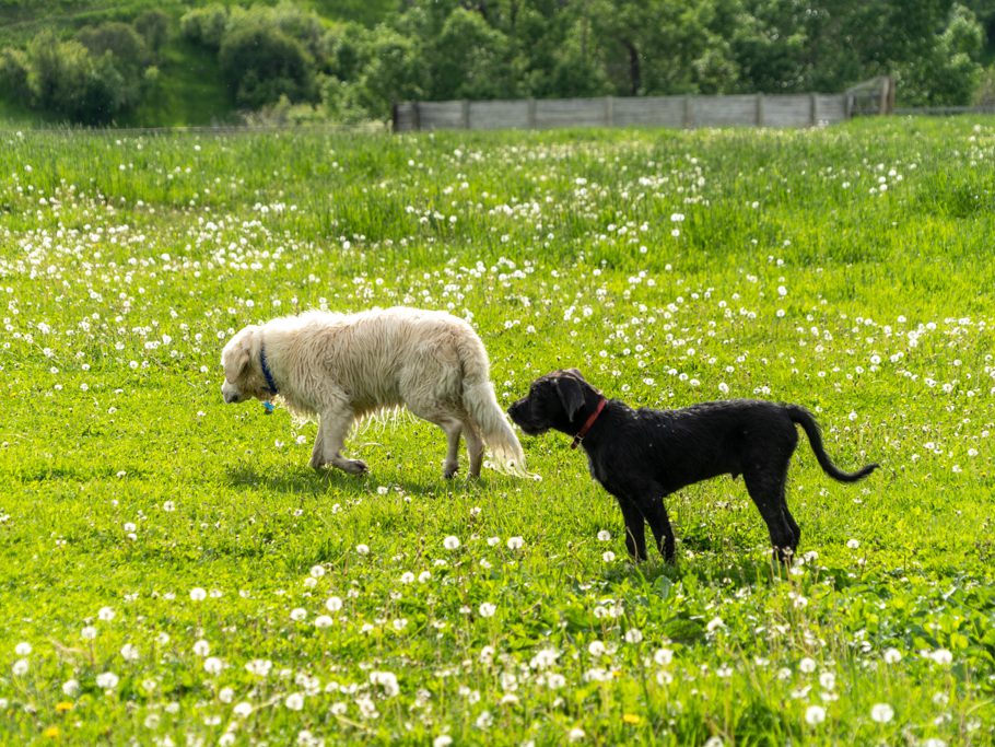 Charly and Oscar, Kristas 4-monate alter junger Zuwachs