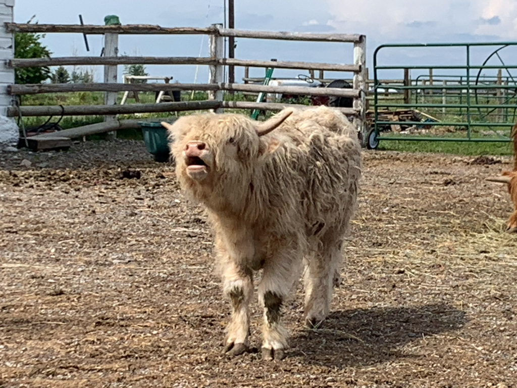 Schottisch Longhorn auf dem Hof, wo Matthias wohnt