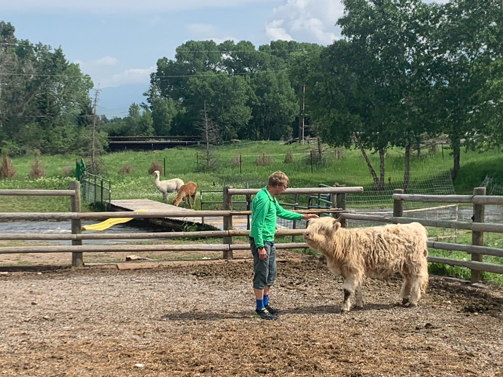 Jo schliesst Freundschaft mit dem jungen Schottisch Longhorn