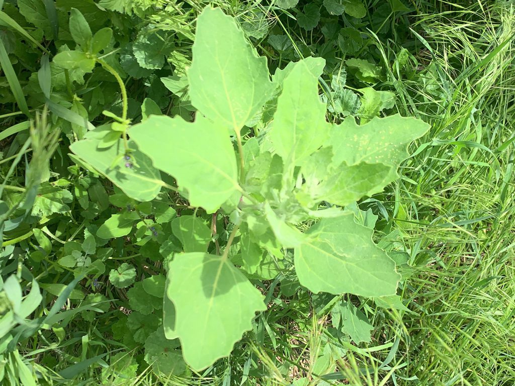 Weisser Gänsefuss - Chenopodium album: eine essbare Pflanze (wie Spinat)