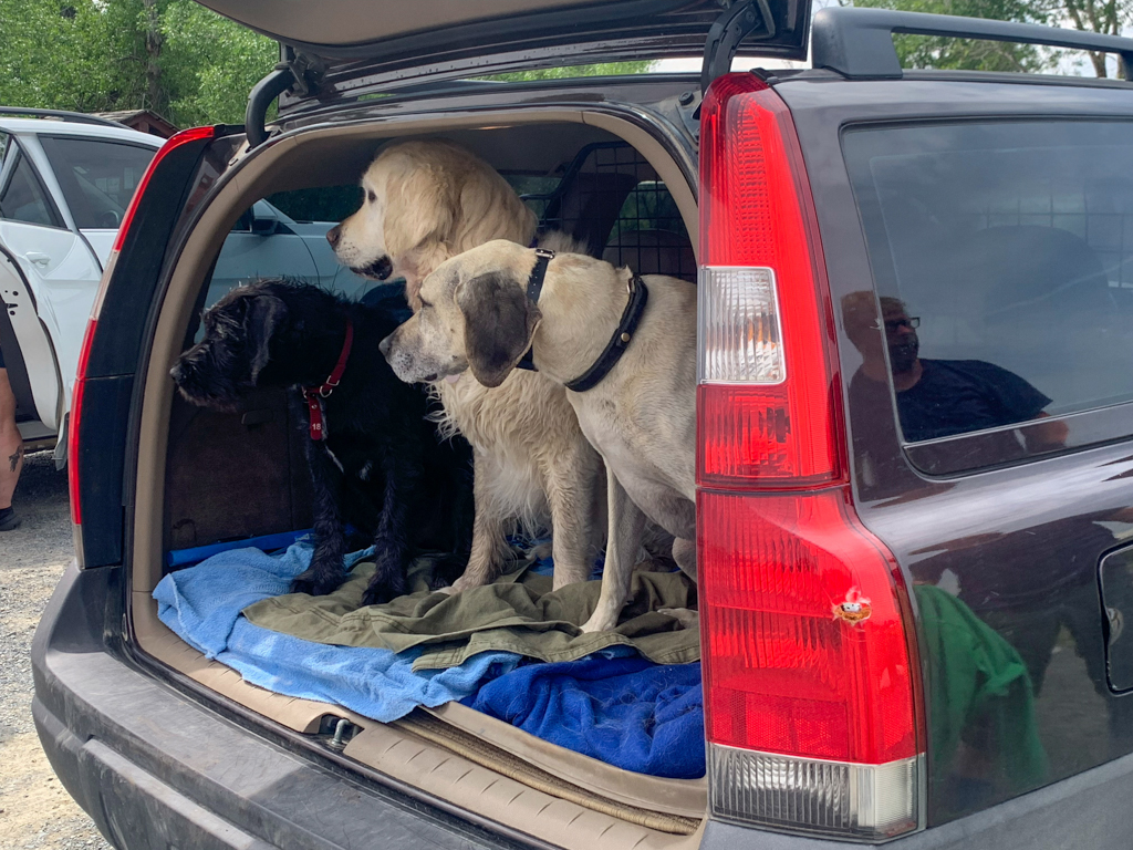 Die drei Hunde, Oscar, Charly und Pip, warten auf das Kommando, das Auto verlassen zu dürfen