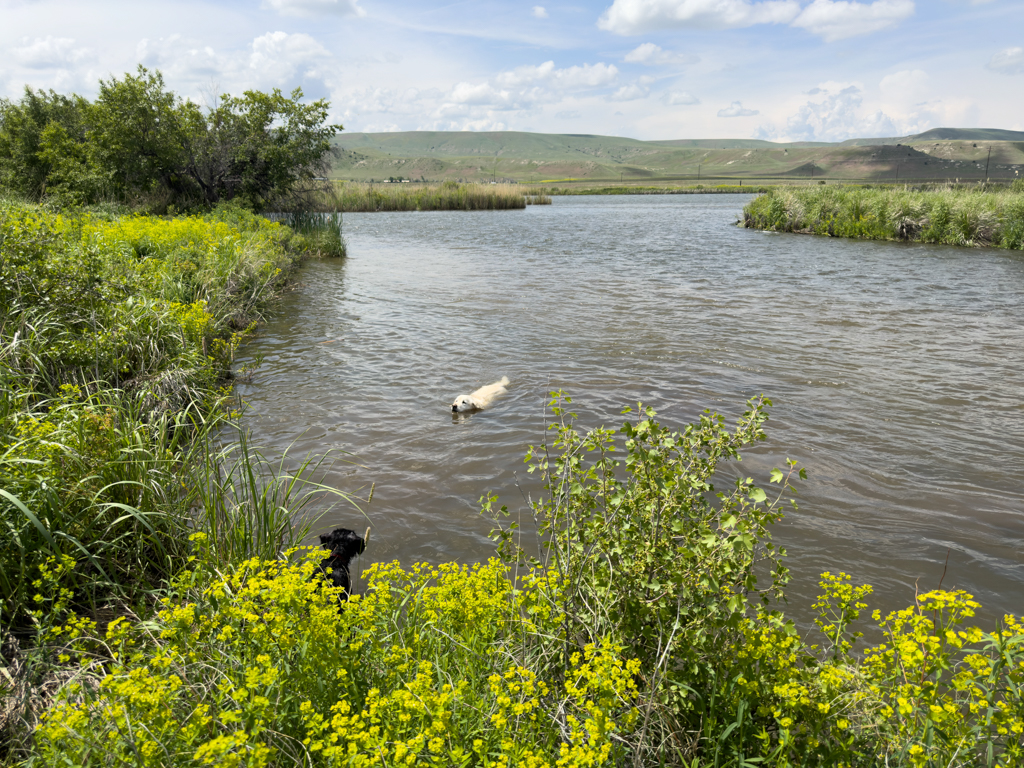 Charly takes a swim in the Madison river - Oscar watches him...