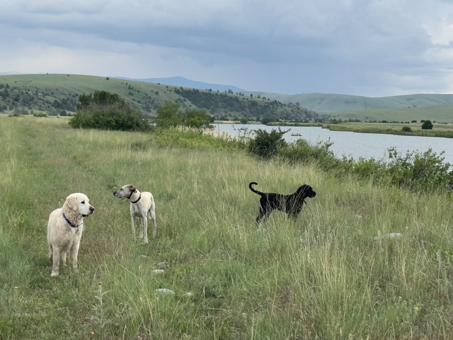 Charly, Pip und Oscar geniessen den langen Spaziergang