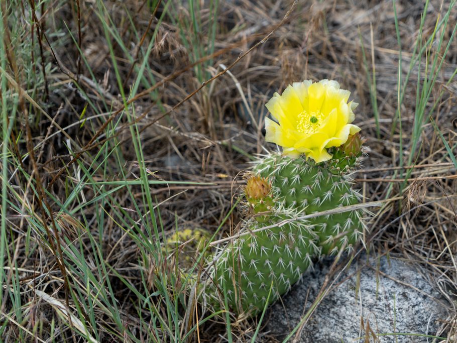 Kaktusblüte - Opuntia polyacantha