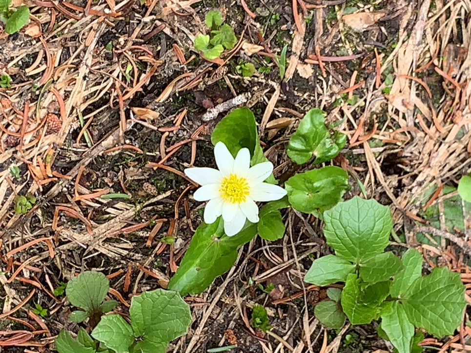 Caltha leptosepala