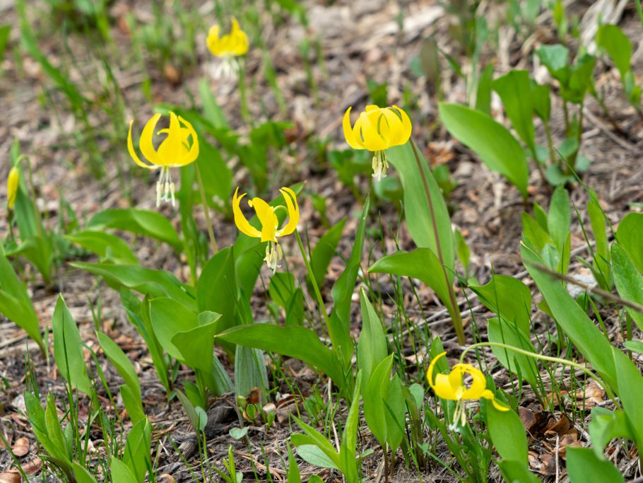 Grossblütige Hundszahn - Erythronium grandiflorum