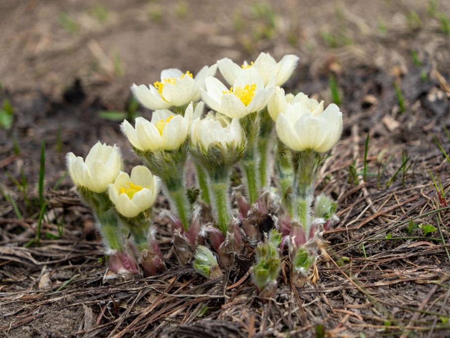 Pulsatilla occidentalis