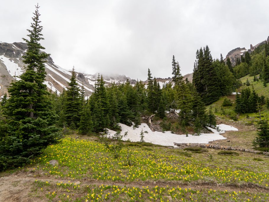 Grossblütige Hundszahn - Erythronium grandiflorum, blüht am Mt. Rainier wie unsere Akelei, kaum ist der Schnee geschmolzen