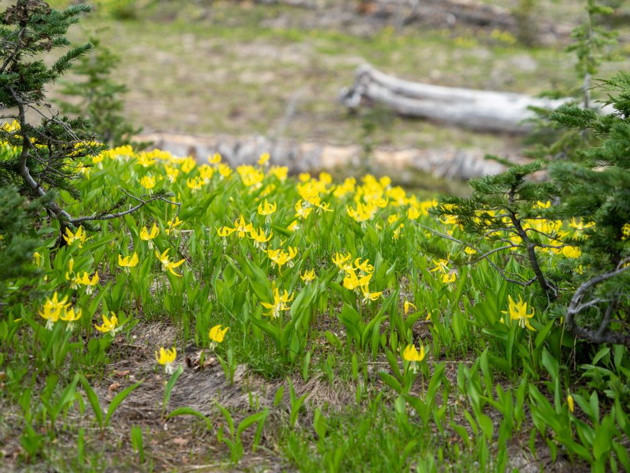 Grossblütige Hundszahn - Erythronium grandiflorum