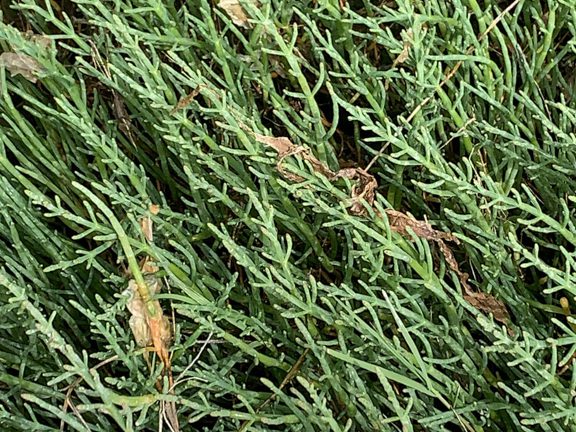 Salicornia pacifica