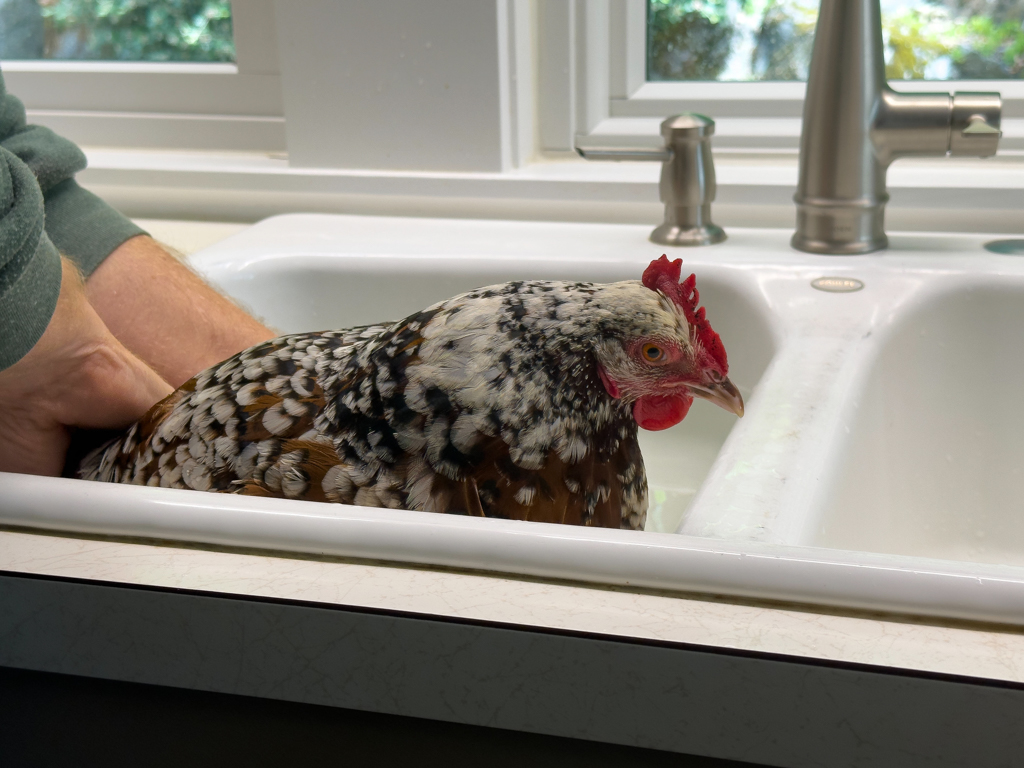 Rekonvaleszente Henne wird gebadet