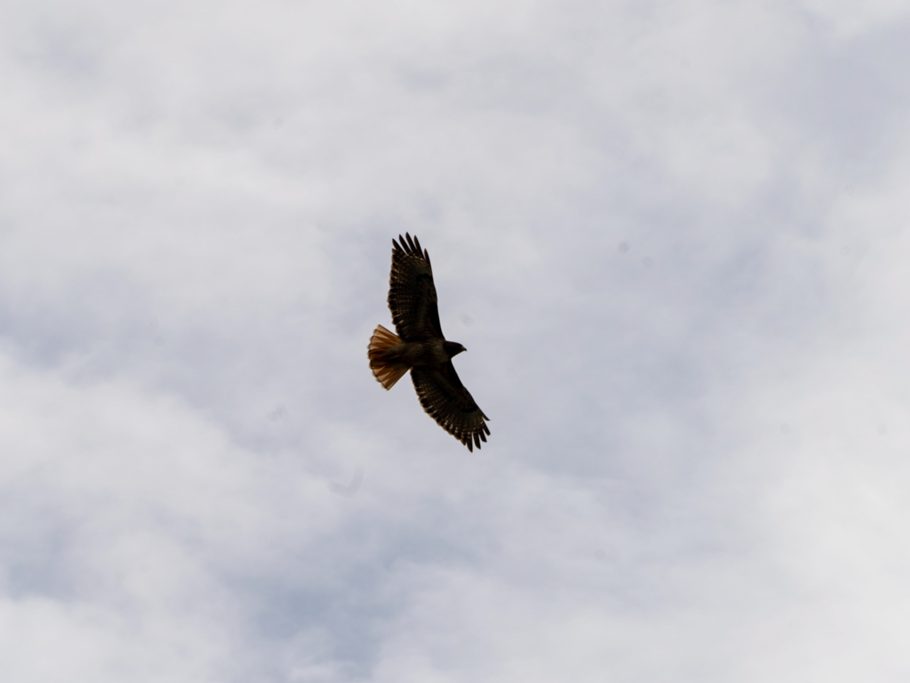 Raubvogel