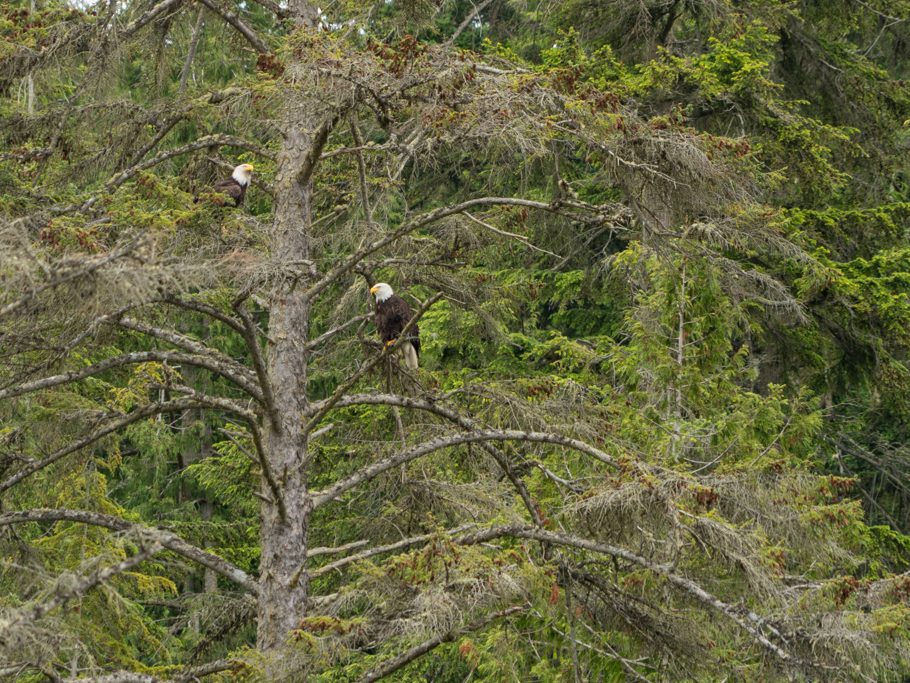 Weisskopfseeadler-Paar