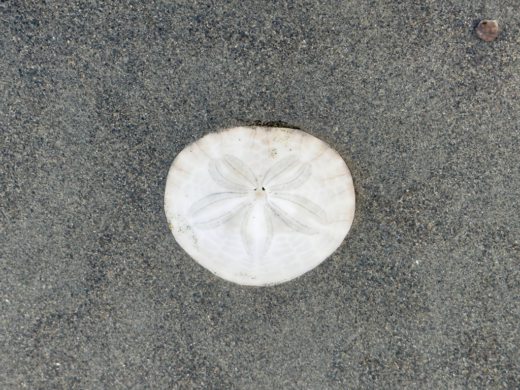 Seeigel-Strandgut am grau-schwarzen Sandstrand