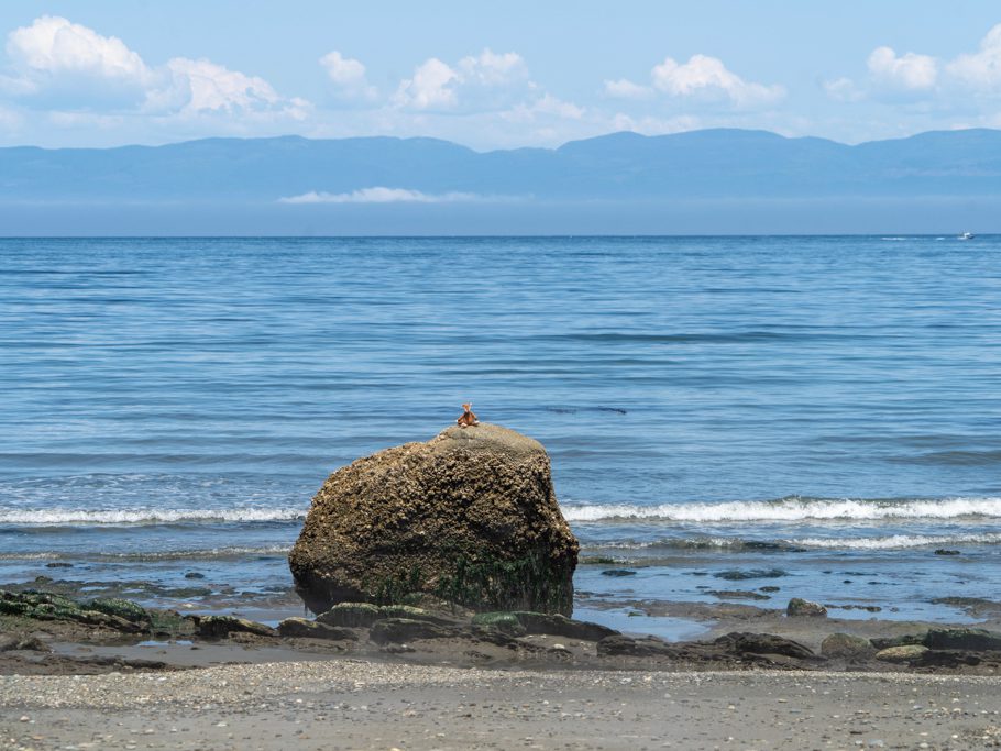 Clallam Bay, Mo posiert bei Ebbe auf Fels mit vielen Barnackle-Muscheln