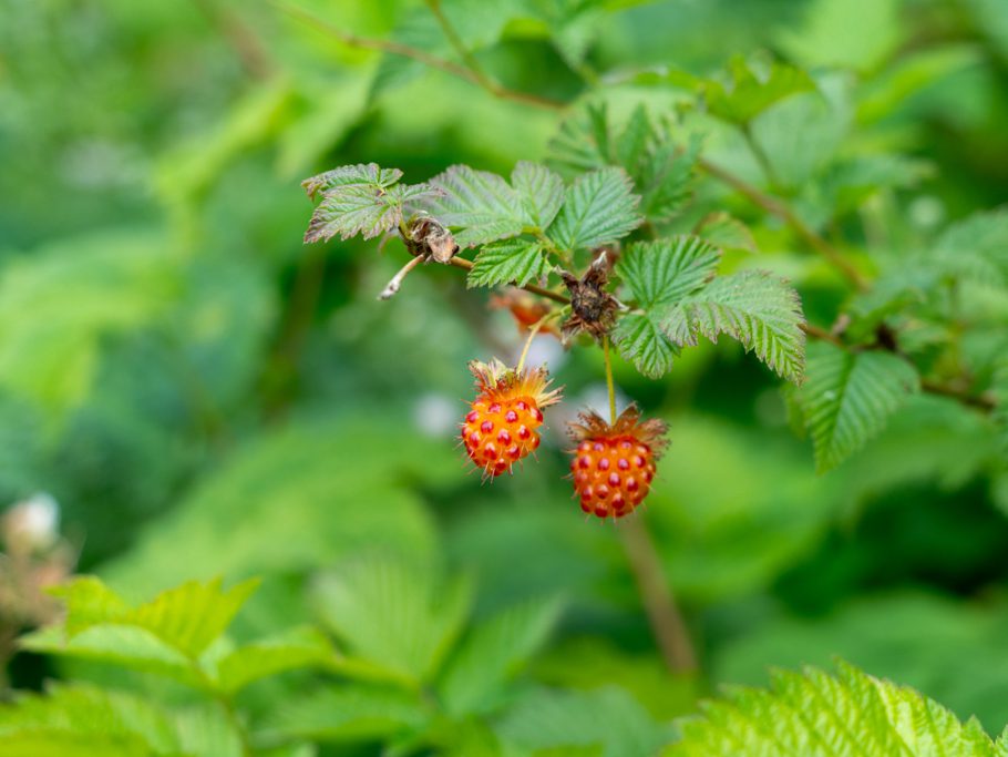Salmon Berries - sie werden langsam reif