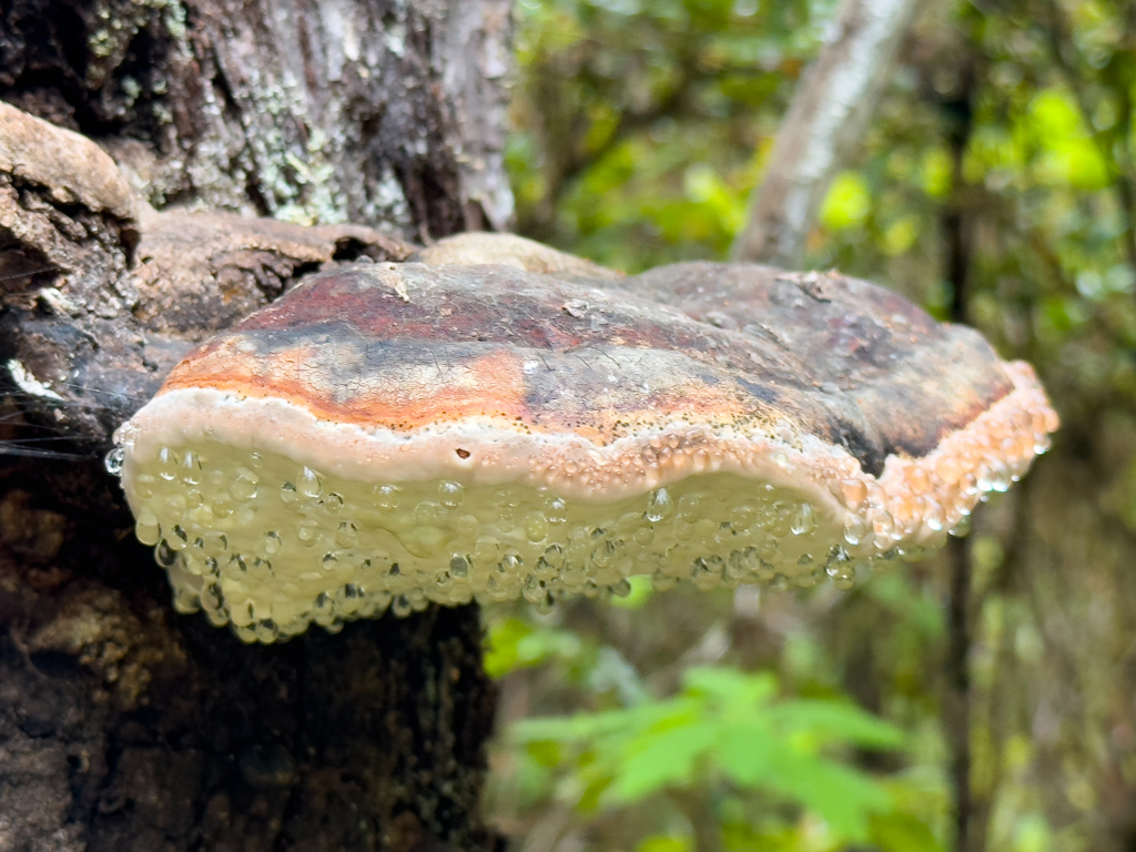 Pilz im Nebel-Regenwald