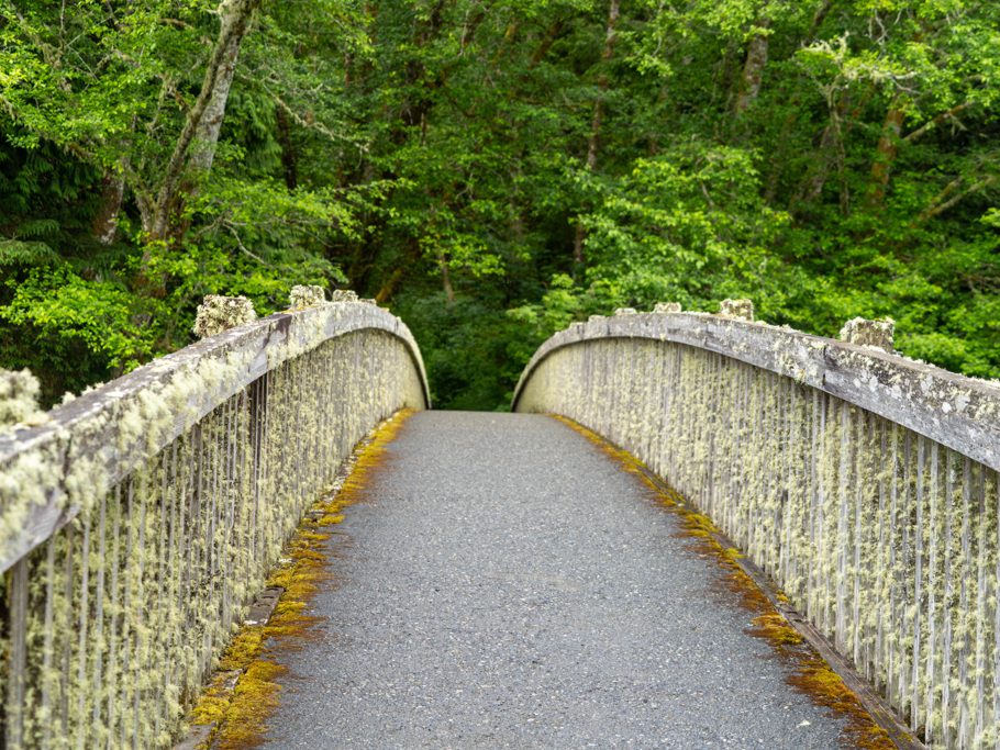 Start der Wanderung über eine flechtenbewachsene Holzbrücke