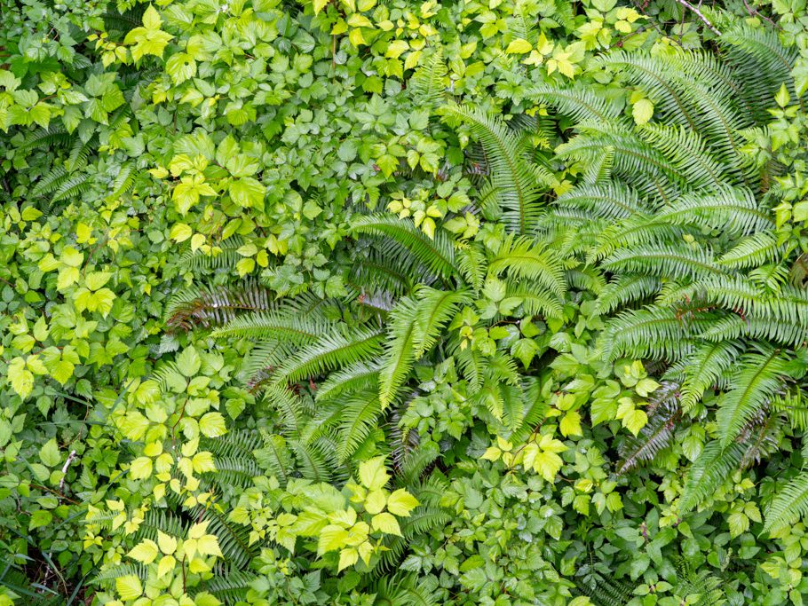 Lush! Üppiges Grün begrüsst uns auf der Wanderung in Ozette