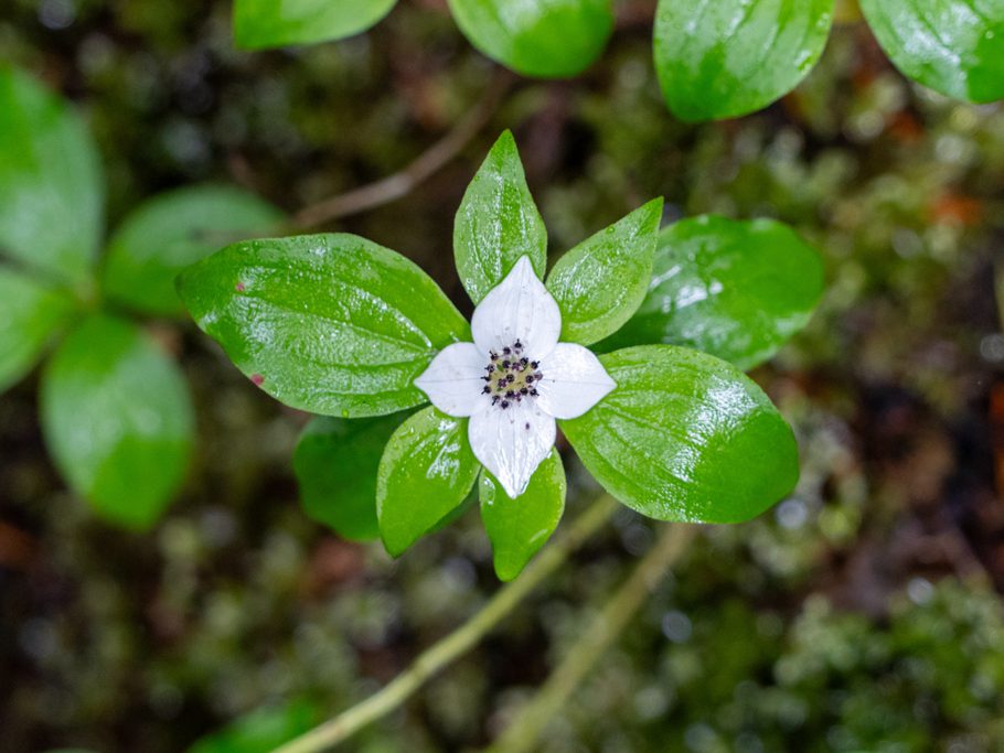 Cornus x unalaschkensis, ein Hartriegelgewächs