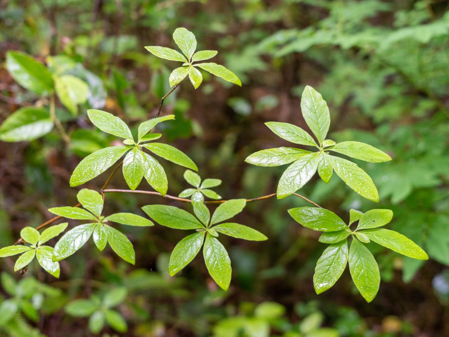 Rhododendron menziensii