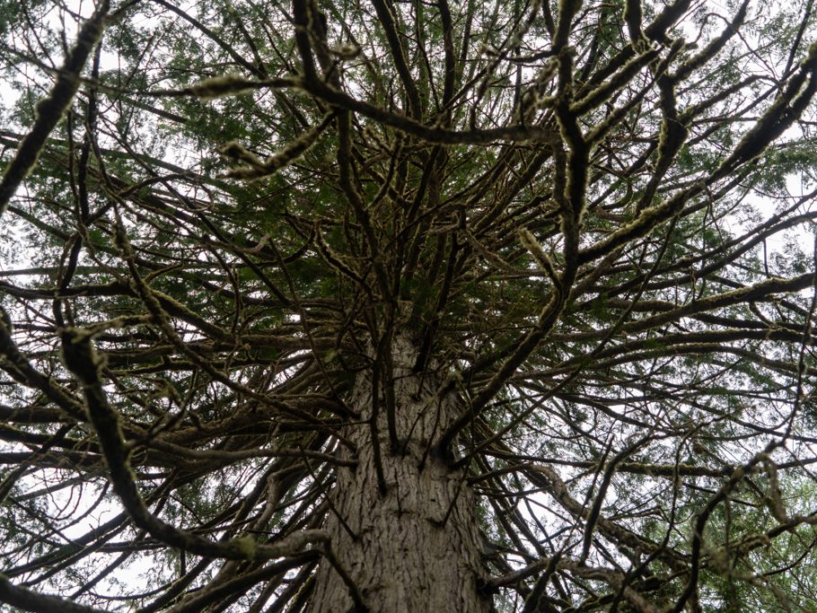 Besen-Baum