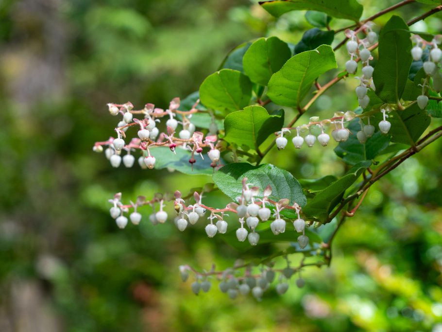 Salal, hohe Rebhuhnbeere - Gaultheria shallon