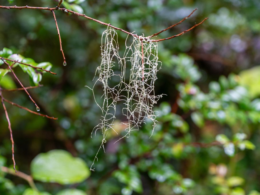 Bart des Methusalem Flechte - Usnea longissima