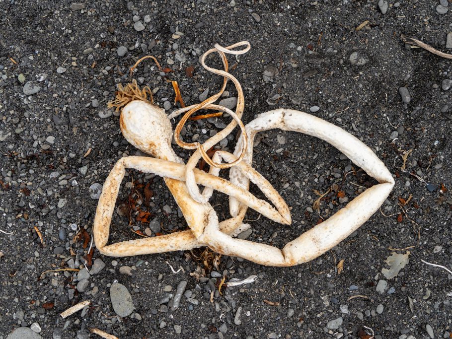 Strandgut: Kelp