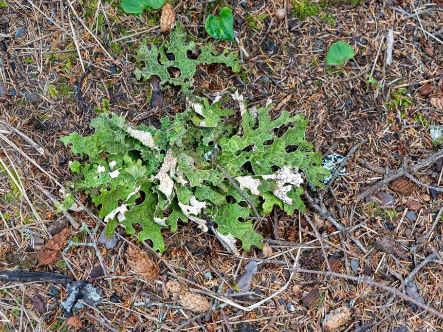 Echte Lungenflechte - Lobaria pulmonaria
