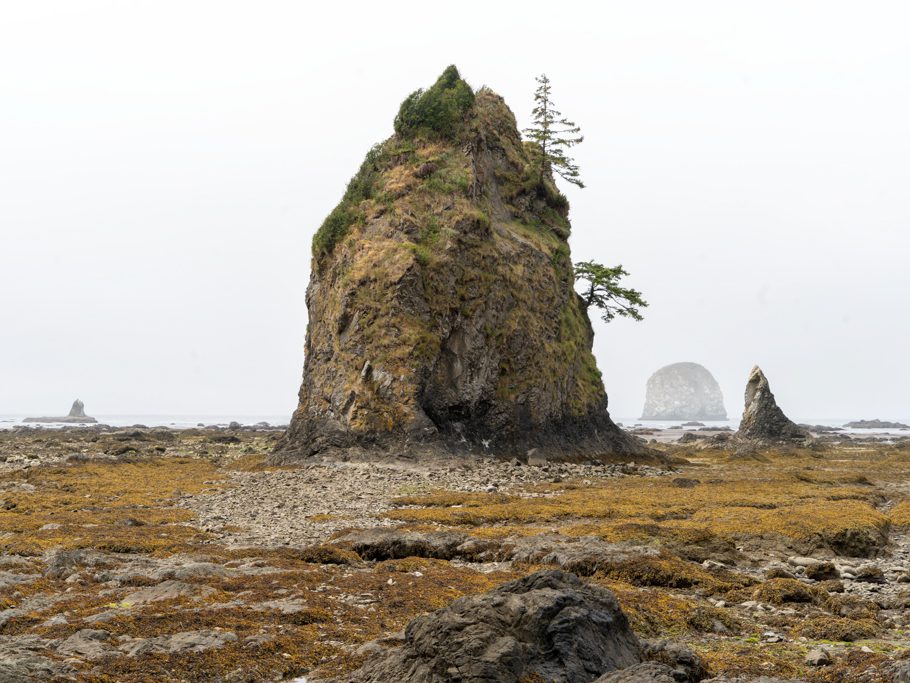Strandwanderung bei Ebbe: Bizarre Felsen tauchen aus dem Nebel auf