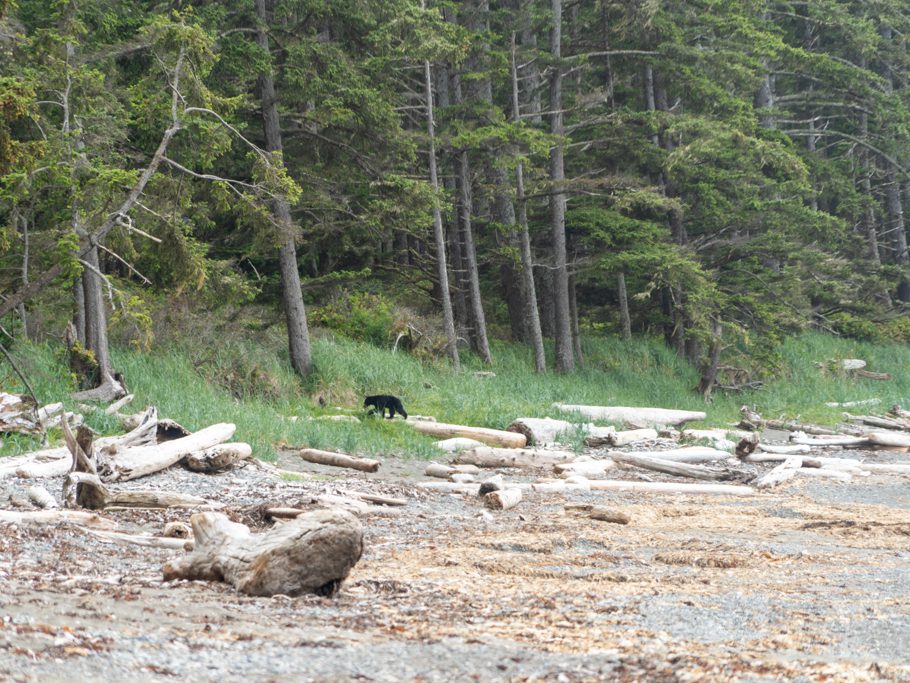 Der Schwarzbär verschwindet im Wald - unser Weg zurück nach Ozette geht später auch durch dieses Waldstück...